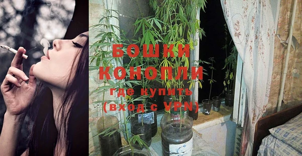 стаф Богданович