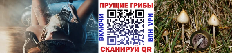 Псилоцибиновые грибы Cubensis  Щёлково 